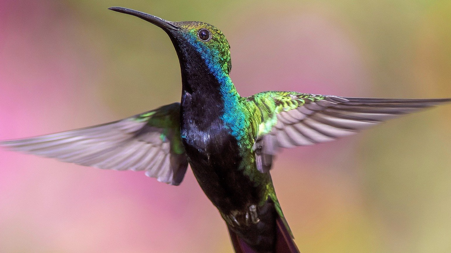 Java面试指南(一): int和Integer的区别