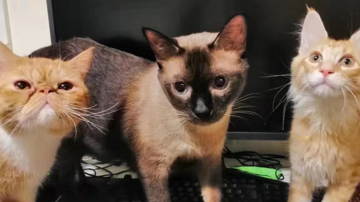 面试小卡片--虚函数/纯虚函数