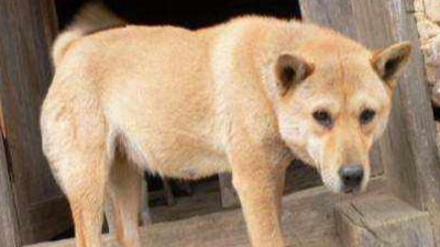 09 netty的序列化算法扩展和参数配置