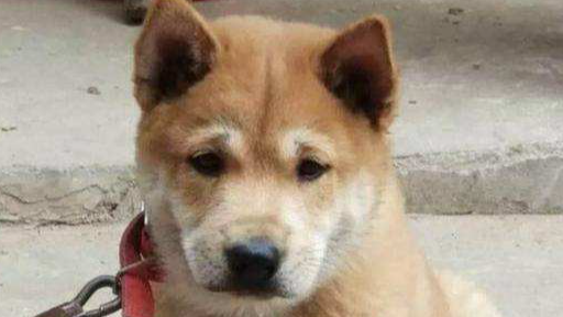 布隆过滤器和hash函数应用