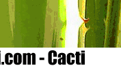 Cacti安装使用