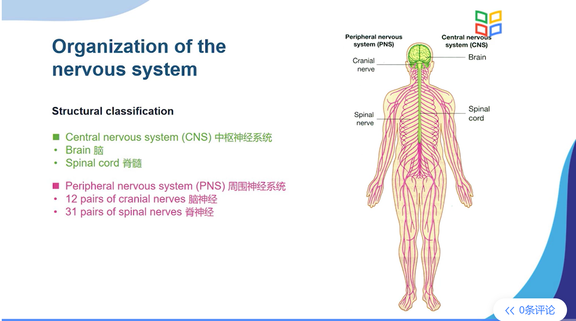 2022-09-神经解剖学-周围神经系统-第一章(总论)-清华大学-刘津平- 流雨 