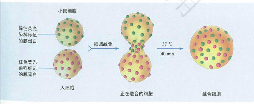 2 细胞膜的探索