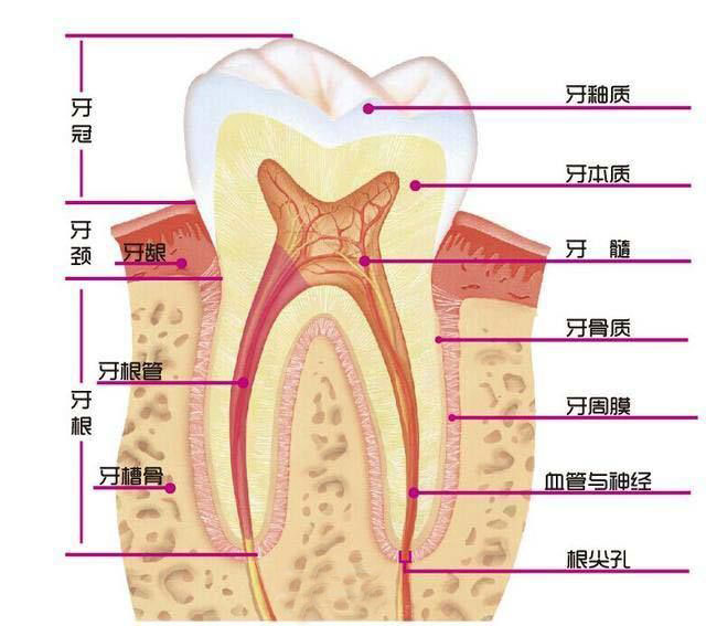 牙齿的结构