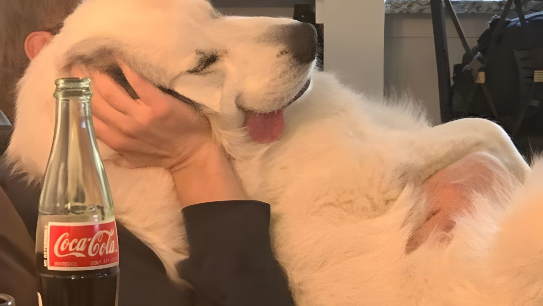 前端工程化之 commitlint + husky 实现 git 提交规范化  编写规范提示