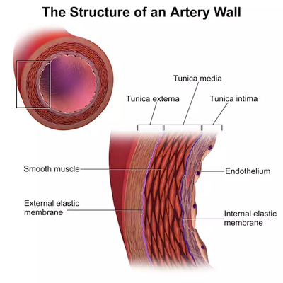 arterygear图片