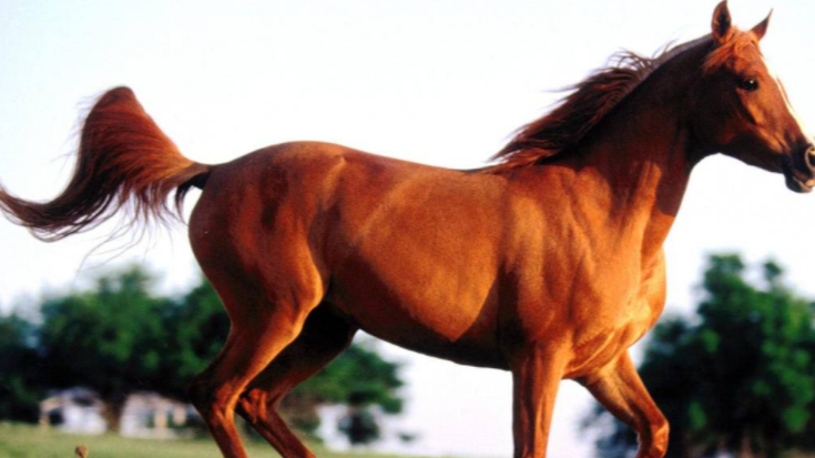 跳马问题（洛谷P1644）