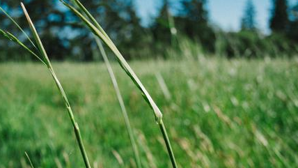 How to scan images, lookup tables and time measurement with OpenCV