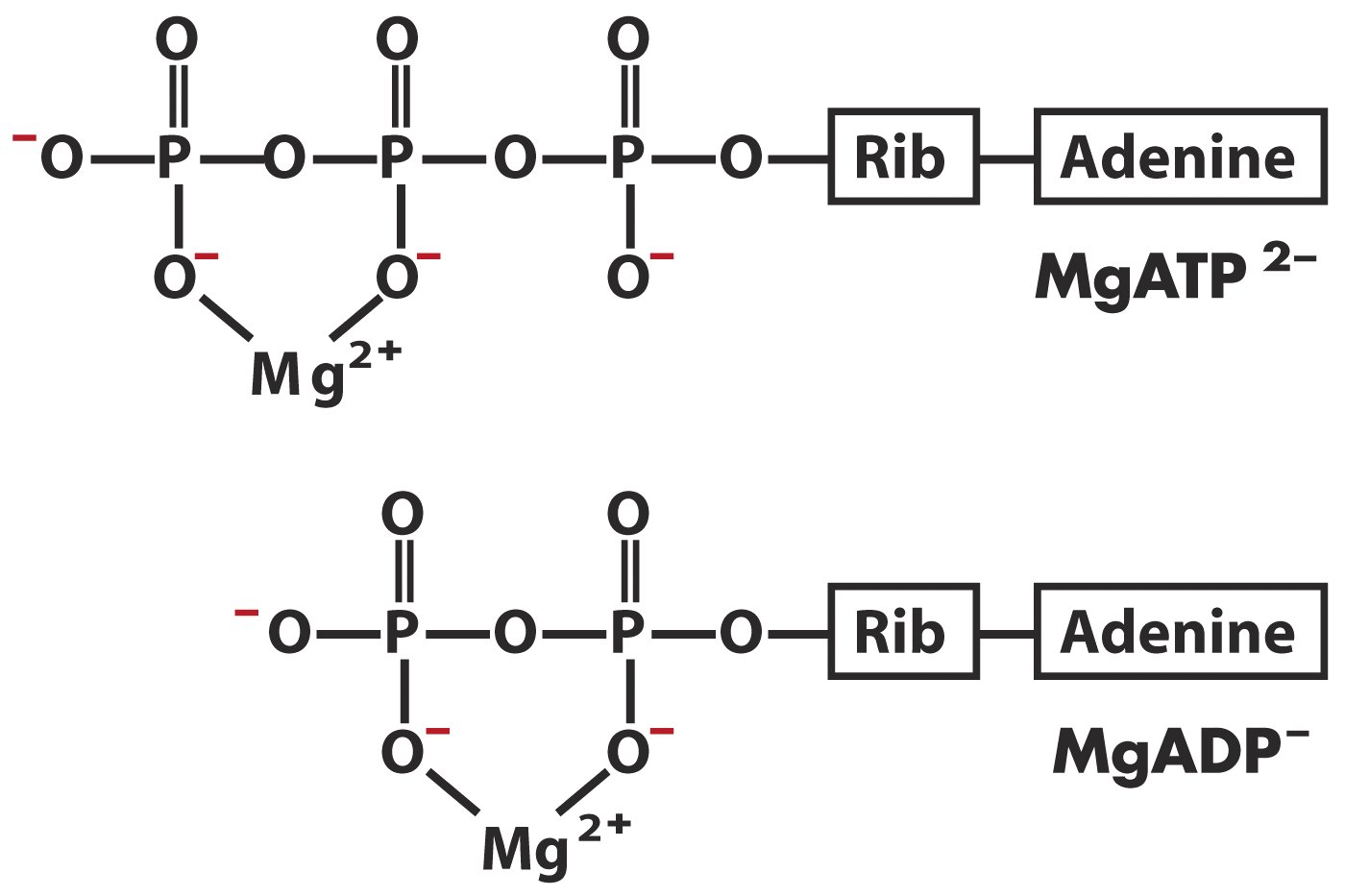 Mg-ATP2-