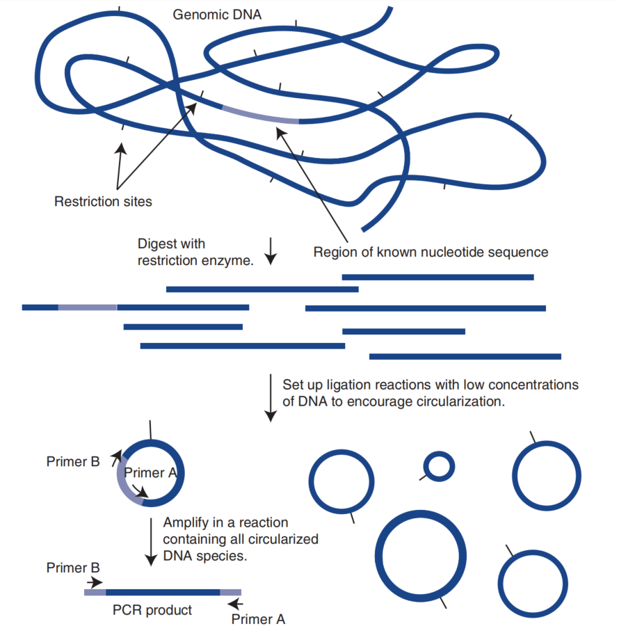 Inverse PCR