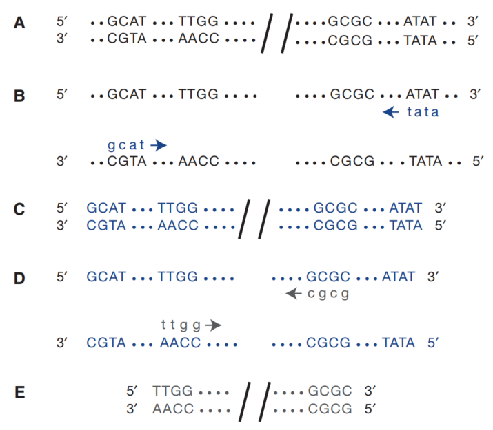 Nested PCR