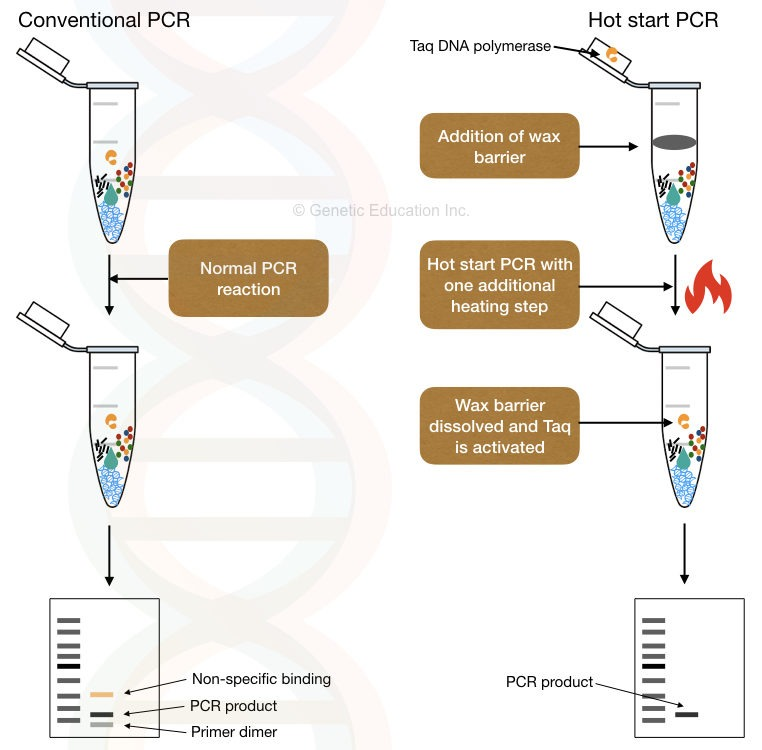 The difference between conventional and hot start PCR