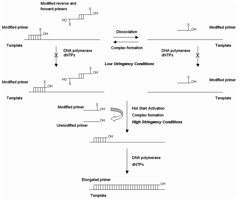 Possible Hot Start activation mechanism for PCR amplifications employing PTE-modified primers