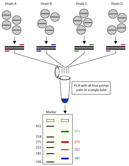 多重 PCR 示意图