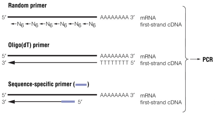 First Strand Synthesis of RT-PCR