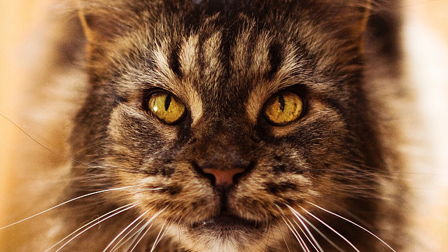 嵌入式软件开发方向上的权衡（包含学习内容）